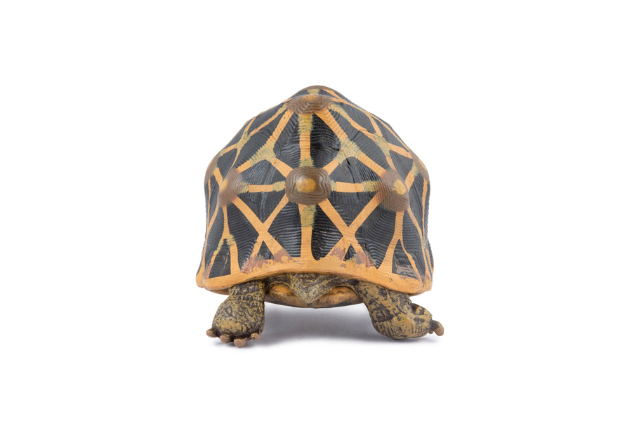 Star tortoise Figurine