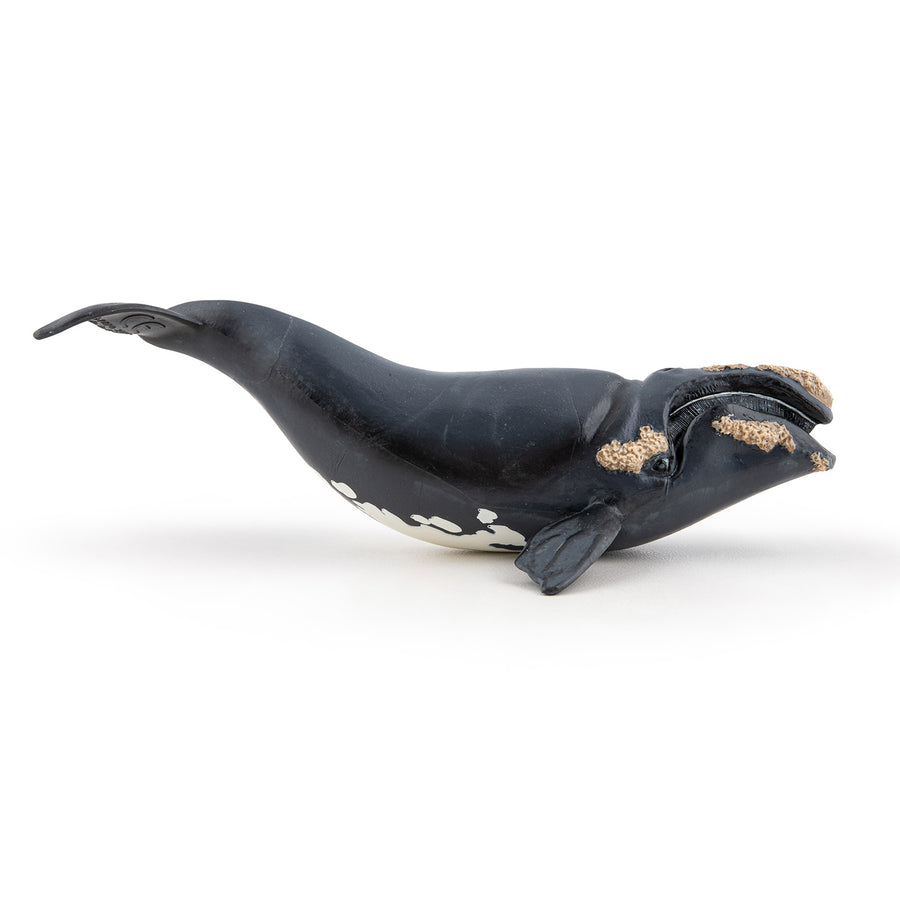Figurine Baleine franche Papo en PVC, Collection animaux marins, jouet éducatif idéal pour enfants et collectionneurs
